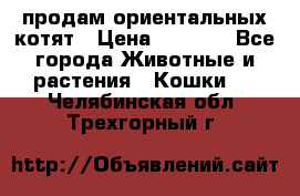 продам ориентальных котят › Цена ­ 5 000 - Все города Животные и растения » Кошки   . Челябинская обл.,Трехгорный г.